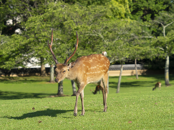 Male deer walking in Kasugano Park, Nara Park