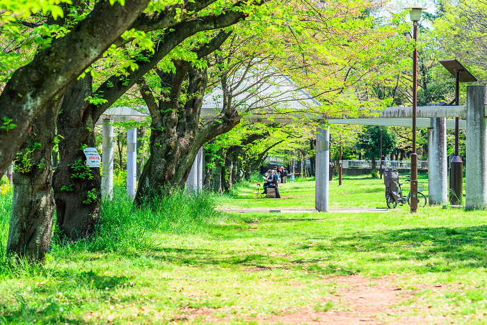Tokyo Akatsuka Park in Spring