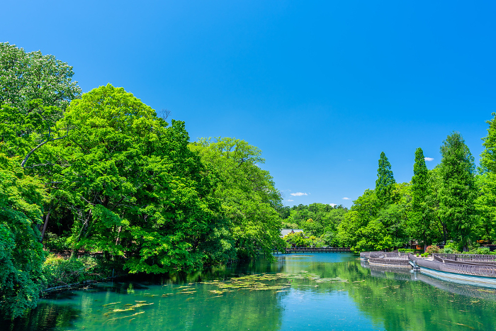 Tokyo Spring Inokashira Park