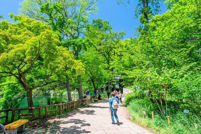 Tokyo Spring Inokashira Park