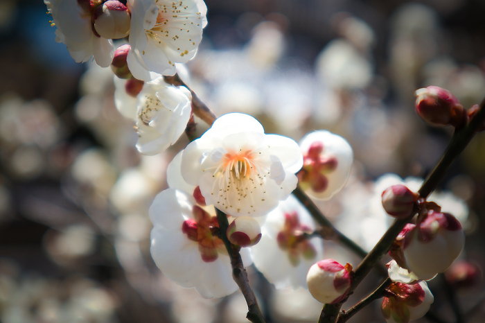 Fluffy, pretty white plum blossoms in March