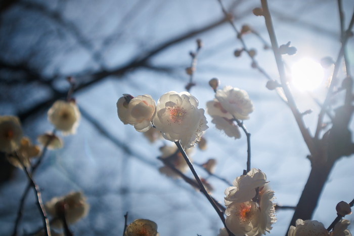 Fluffy, pretty white plum blossoms in March