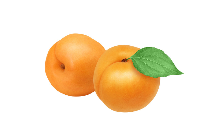 Apricot Illustration Realistic