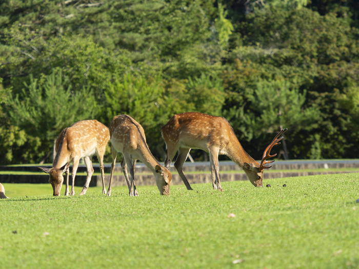 Deer in Kasugano Park, Nara Park, eating grass