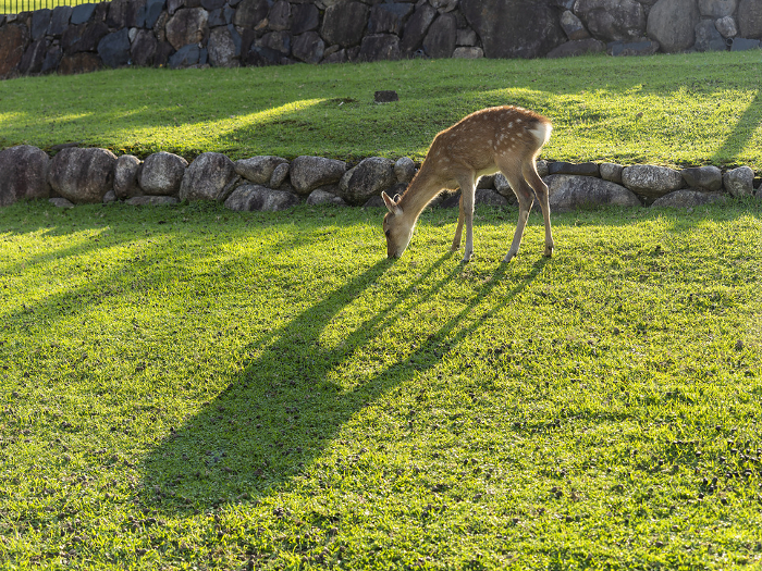 A fawn in Nara Park eating grass