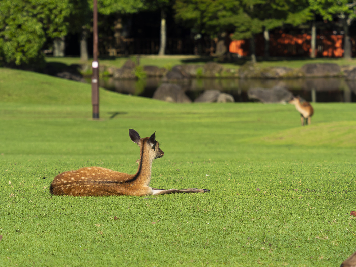 Deer in Nara Park resting on the grass