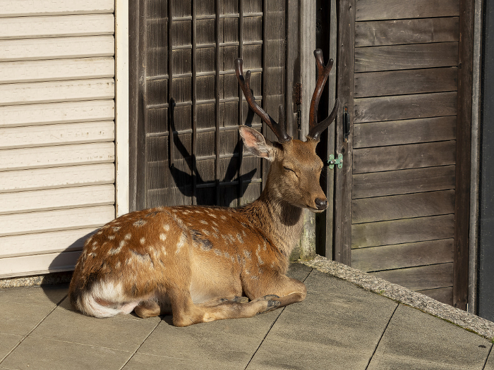 Deer in Nara Park resting on the eaves