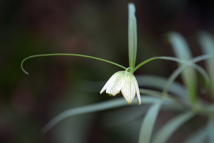 golden-rayed lily (Lilium auratum)