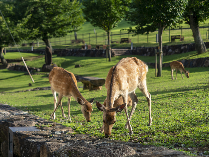 A mother and child deer eating grass