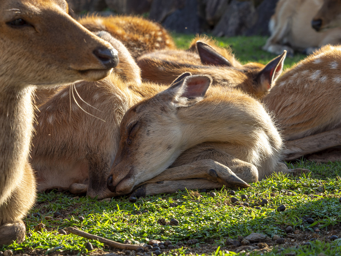 A fawn sleeping after dinner in Nara Park