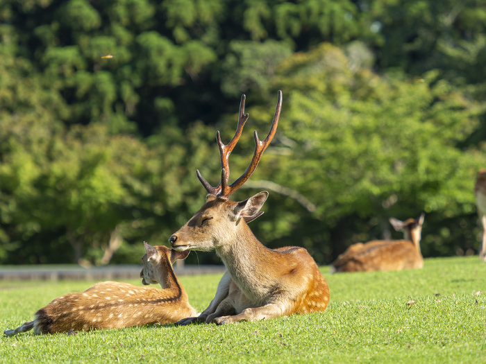 A stag resting on the grass in Nara Park