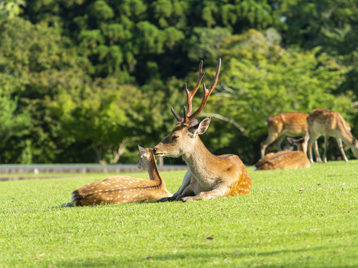 A stag resting on the grass in Nara Park