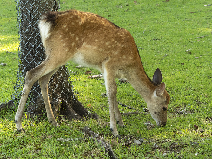 A fawn in Nara Park eating grass