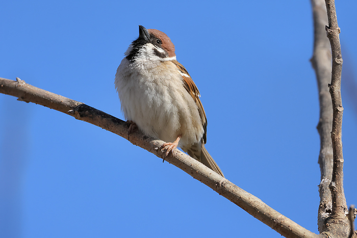 Gunma Sparrow Taken at Tatara numa Park