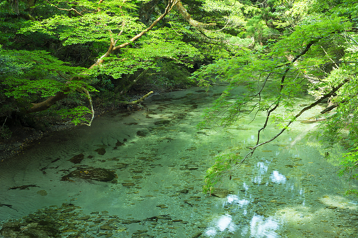 Yodo River and fresh green Yakushima Island, Kagoshima Prefecture Photographed on Yakushima Island, a World Natural Heritage site. Photographed at Yodogawa River  read as Yodogou .