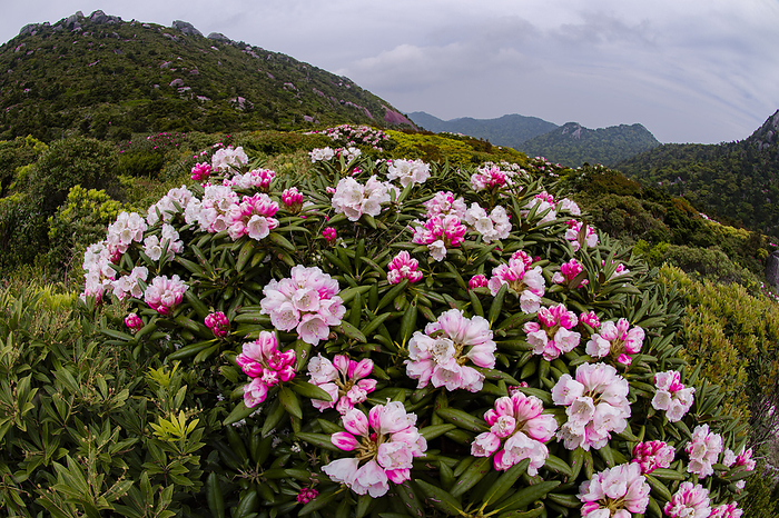 Yakushima Rhododendron Yakushima, Kagoshima, Japan Taken on the trail of Mt. Miyanoura, Yakushima, a World Natural Heritage site. Fisheye lens. The location is Tateishi dake  read  nageshi  . Yakushima rhododendron is red in bud.