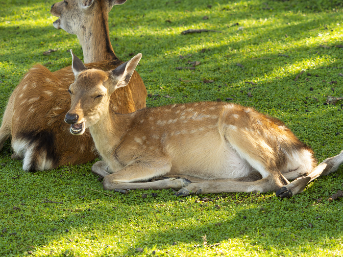 Deer in Nara Park resting after eating