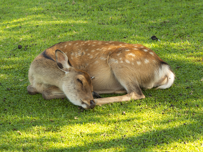 Deer in Nara Park resting after eating