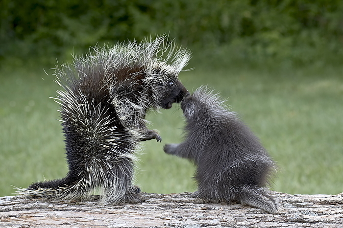 Porcupine  Erethizon dorsatum  in captitvity, mother and young face to face, Sandstone, Minnesota, United States of America, North America Porcupine  Erethizon dorsatum  in captitvity, mother and young face to face, Sandstone, Minnesota, United States of America, North America