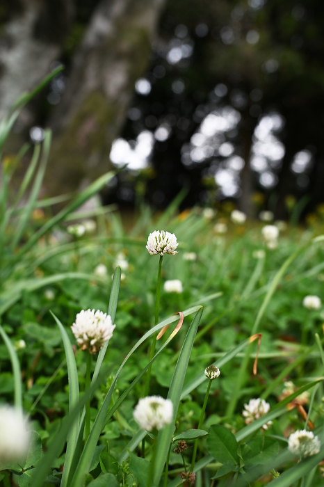 Pretty white clover blooming in the field