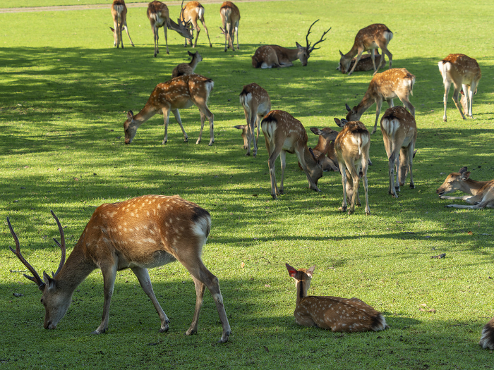 A herd of deer in Nara Park