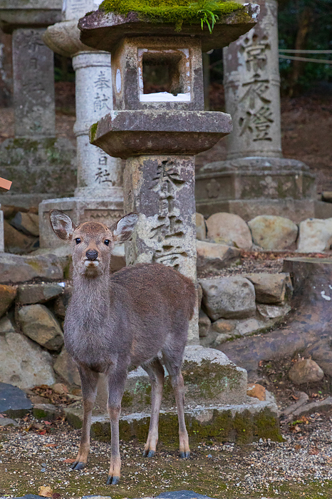 Deer near Wakamiya Shrine, Kasuga Grand Shrine, Nara Prefecture