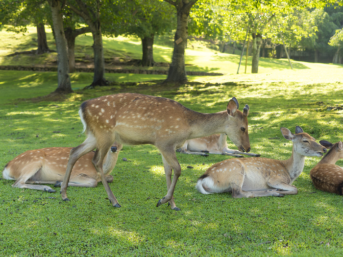 A herd of deer resting in the shade of a tree in Nara Park