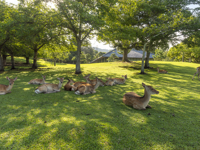 A herd of deer resting in the shade of a tree in Nara Park