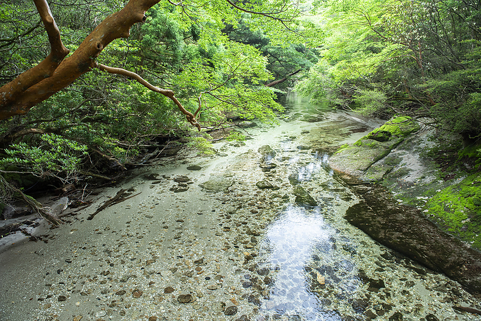 Yodo River Stream Kagoshima Prefecture Yakushima Island Taken near Yodogawa  read Yodogou  Hut, Yakushima, a World Natural Heritage site. 