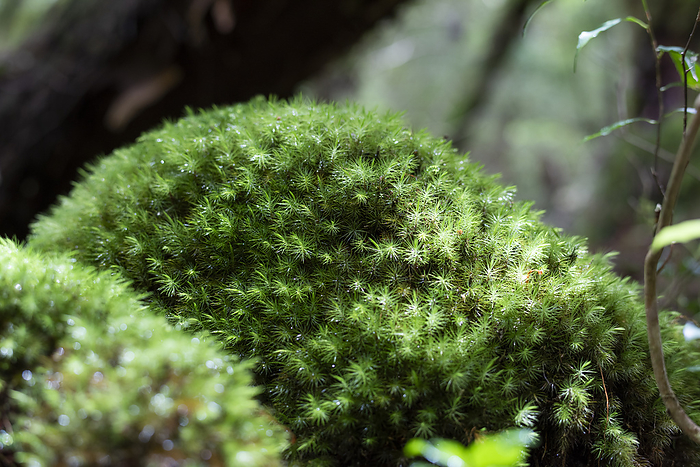 Soft moss Yakushima, Kagoshima Prefecture Taken near Yodogawa  read Yodogou  Hut, Yakushima, a World Natural Heritage site. 