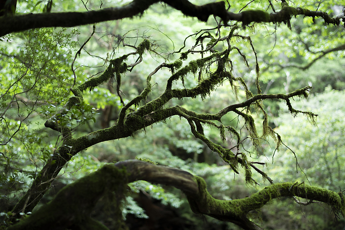 Branch with moss Yakushima, Kagoshima Taken near Yodogawa  read Yodogou  Hut, Yakushima, a World Natural Heritage site. 