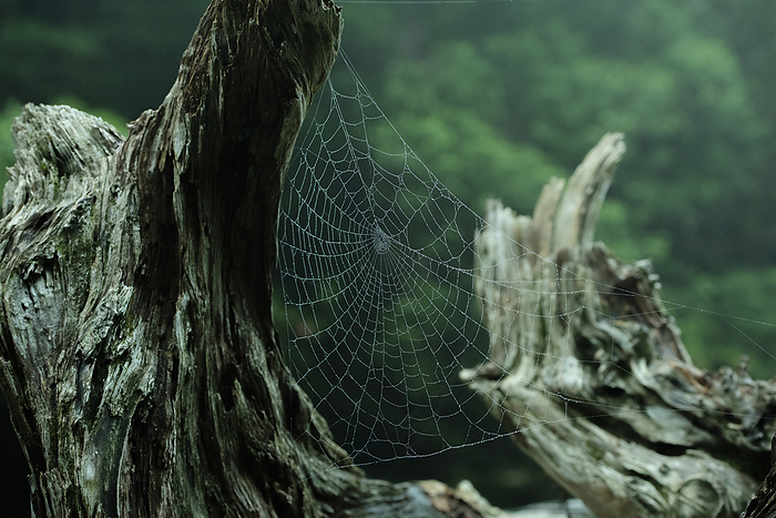 Spider web on a fallen tree, Yakushima, Kagoshima, Japan Taken near Yodogawa  read Yodogou  Hut, Yakushima, a World Natural Heritage site. 