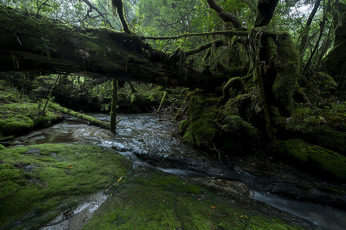 A mountain stream and moss covered fallen trees Yakushima, Kagoshima Prefecture Taken near Yodogawa  read Yodogou  Hut, Yakushima, a World Natural Heritage site. 