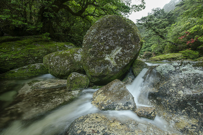Gigantic stones and mountain streams Yakushima Island, Kagoshima Prefecture Taken near Yodogawa  read Yodogou  Hut, Yakushima, a World Natural Heritage site. Red satsuki flowers are blooming in the back.