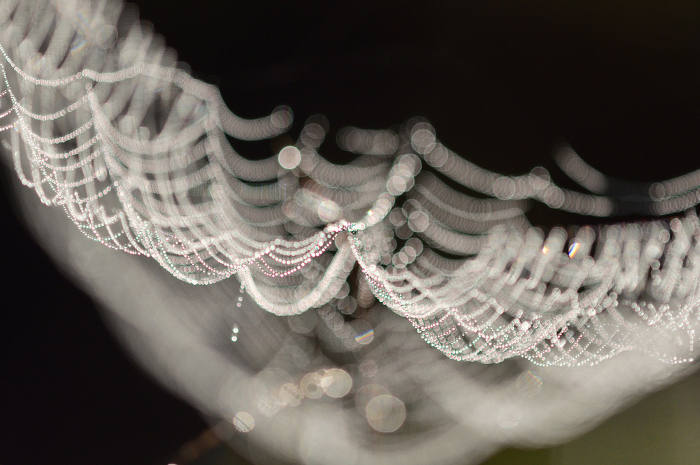Spider's web shining with morning dew Close-up