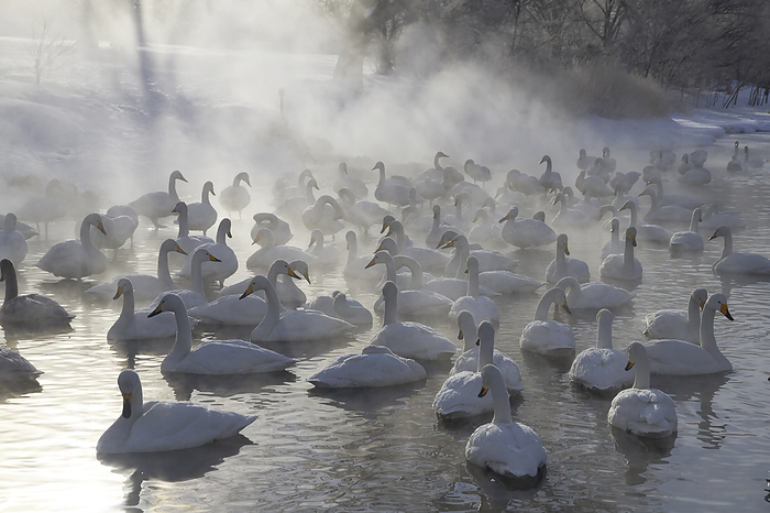 A flock of whooper swans Japanese name whooper swan English nameWhooper swan Photo by Shogo Asao