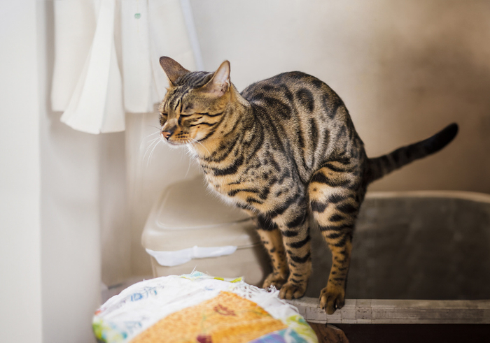 Bengal cat fumbling in the toilet