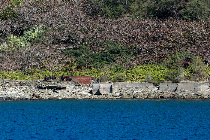 Ruins of Whaling Base, Ogasawara, Ogasawara Island Ruins of the base at Taki no Ura on Brother Island where whales were dismantled.