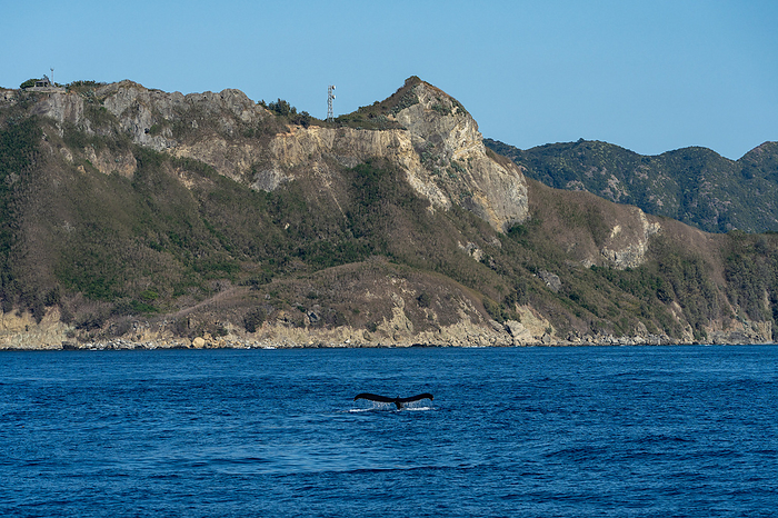 Humpback Whale Ogasawara Humpback whales raising their tail fins below the weather station lookout