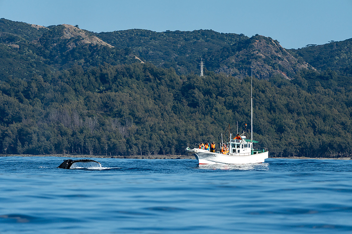 Whale-watching fishing boats Ogasawara