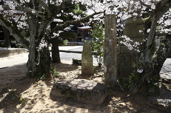 Cherry blossoms and Saigyohoji Napping Stone at Mandala Temple No. 72 88 sacred places in Shikoku