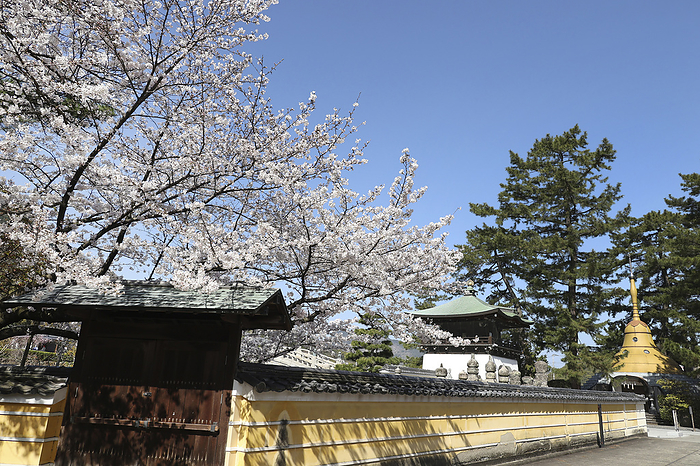 Cherry blossoms and blue sky at No. 75 Zentsuji Temple The 88 sacred sites of Shikoku, the head temple of the Zentsuji school of Shingon Buddhism, and the birthplace of Kobo Daishi Kukai