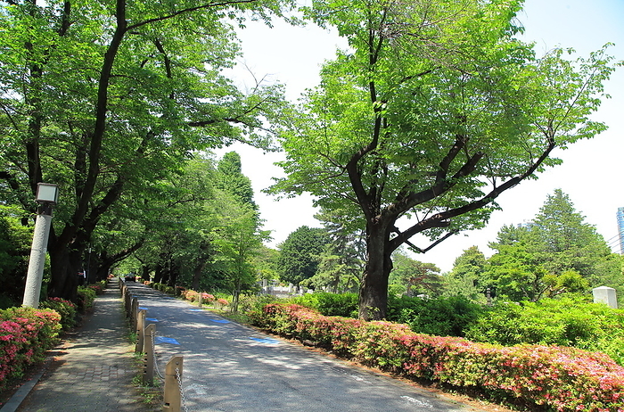 Approach to Aoyama Cemetery, Tokyo