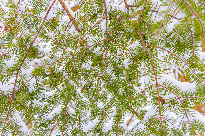 Snow-clad spruce Nagano Pref.