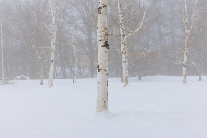 Snowy white birch, Karuizawa Town, Nagano Prefecture, Japan