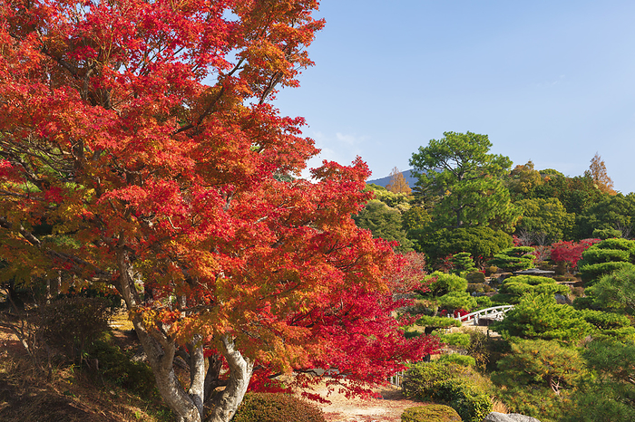 Autumn leaves in the former Mouri family garden Yamaguchi Pref.