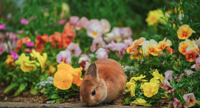 A Netherland Dwarf in a flower bed in the park
