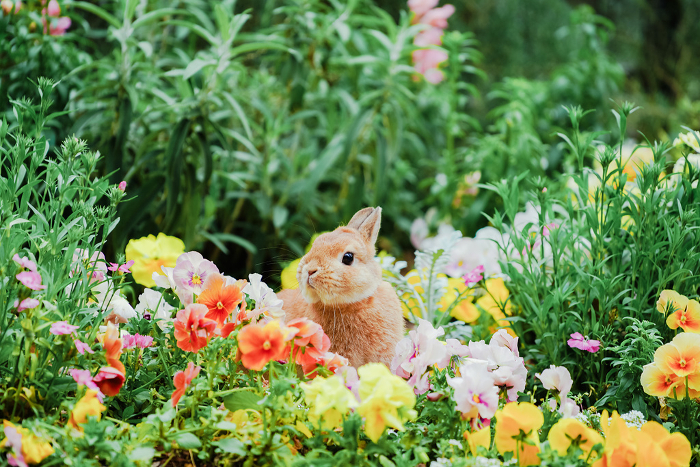 A Netherland Dwarf in a flower bed in the park