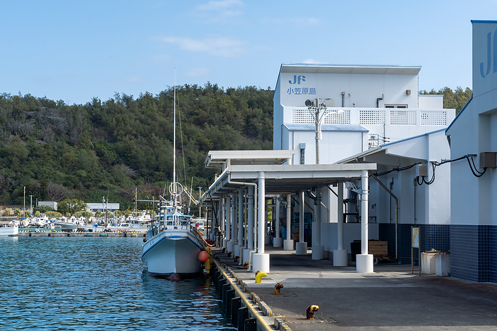 Futami Fishing Port Ogasawara