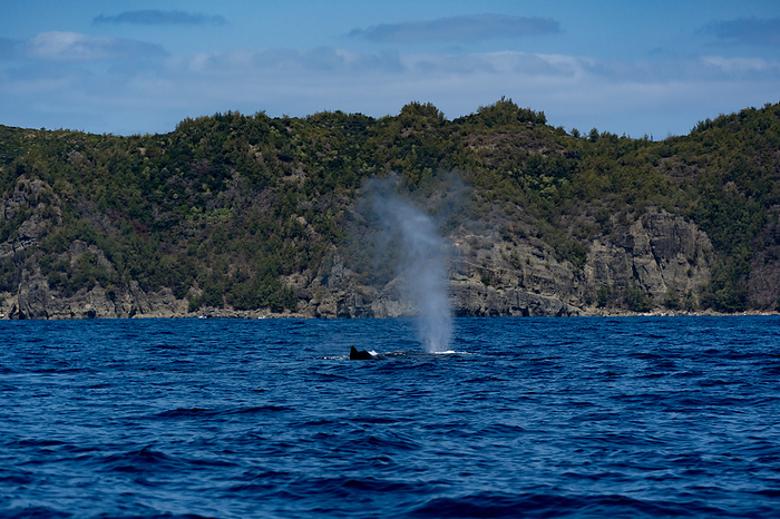 Humpback Whale Ogasawara